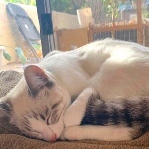 Meet your Posher, Safi